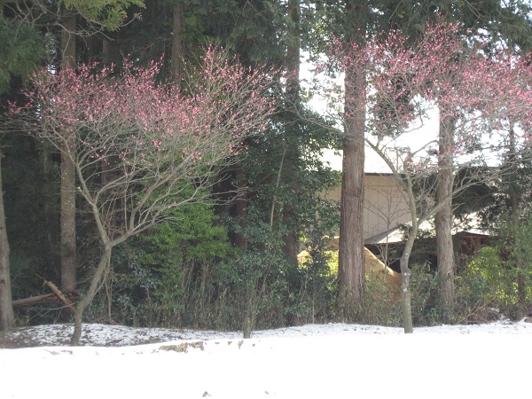先日の雪がまだ残っていて、 寒そうに紅梅が咲いていました。