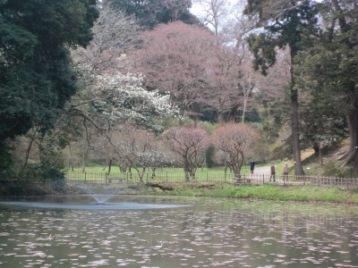 sakura