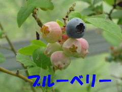 ブルーベリー