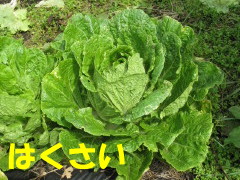 白菜