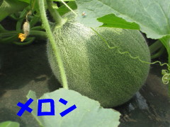 メロン