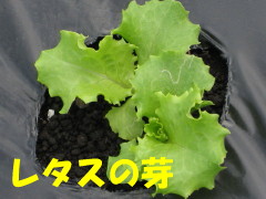 レタスの芽