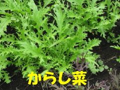 カラシ菜