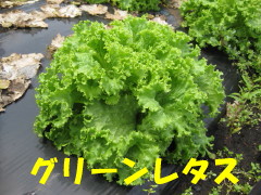 グリーンレタス