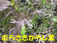紫からし菜