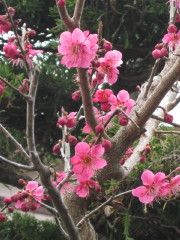 紅梅
