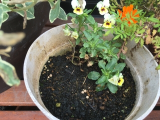 ビオラ夏越しその後 門竹林