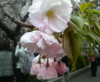 20070408_333915.jpg