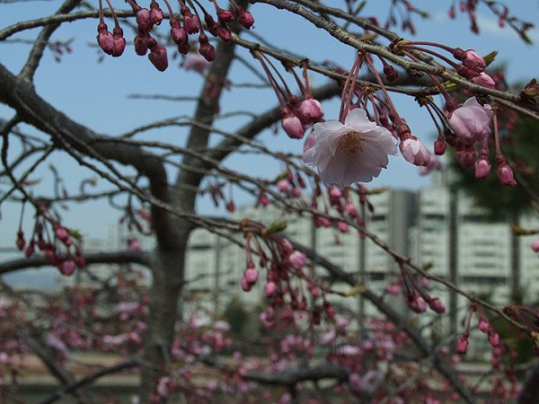 芦屋市総合公園・シーサイドタウンをバックに