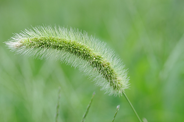 雑草