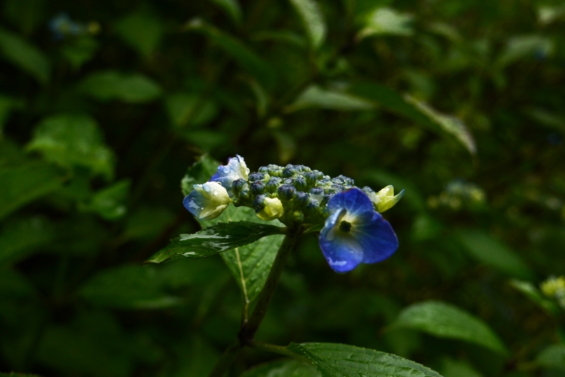 P1090101.JPG