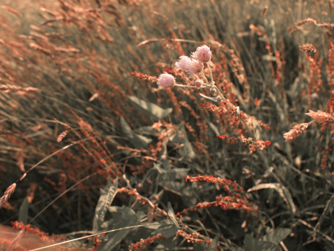 Fotor_147065071024959.jpg
