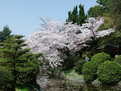 道後の桜