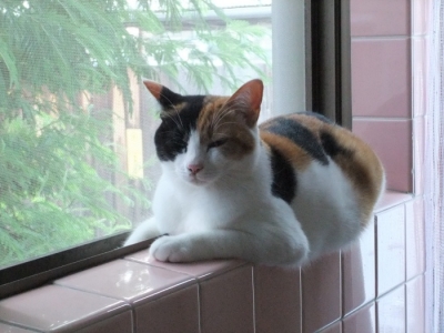ありがとうございますにゃ。
