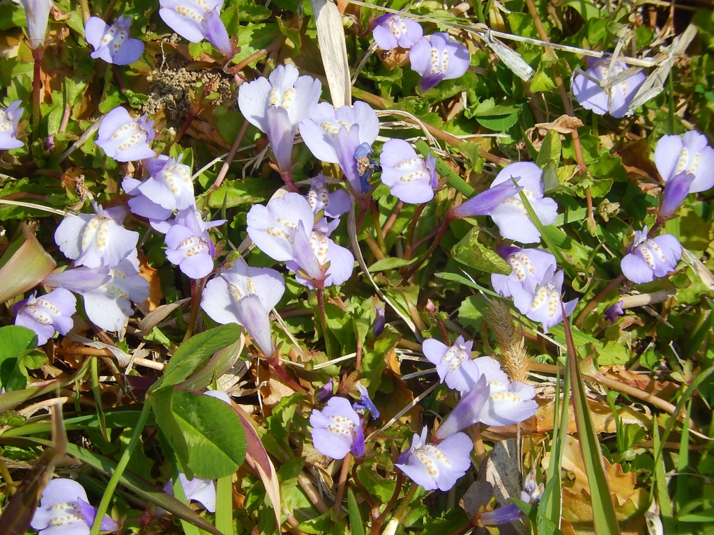 これが地獄の釜の蓋 夏井いつきの いつき組日誌
