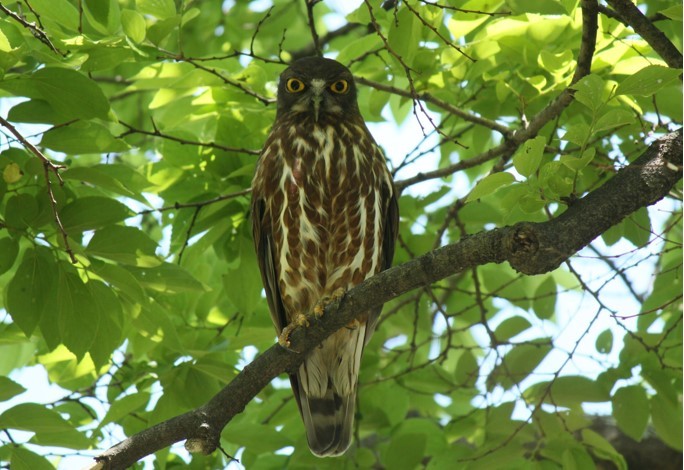 今年のアオバズク カラスと蛇の闘い 夏井いつきの いつき組日誌