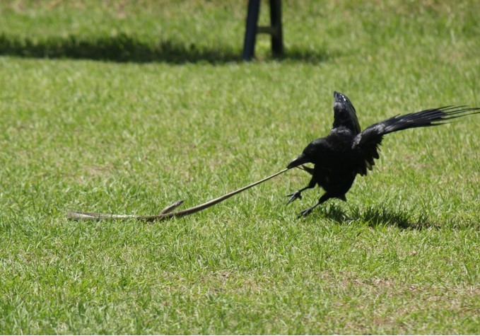 今年のアオバズク カラスと蛇の闘い 夏井いつきの いつき組日誌