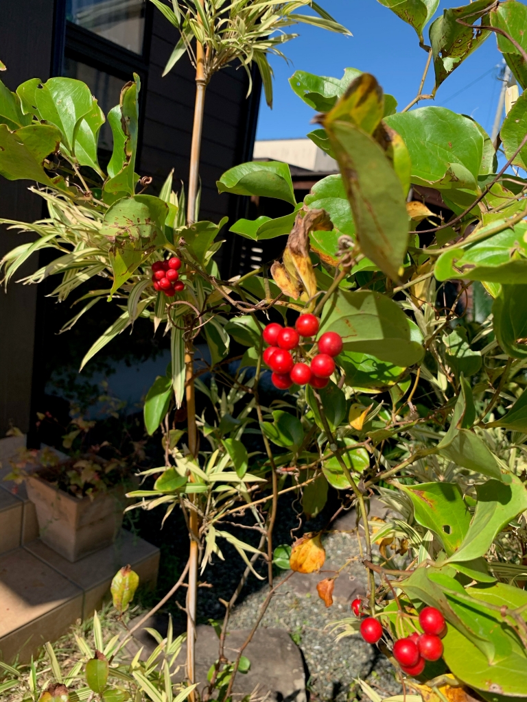 サンキライ43 山帰来43 サルトリイバラ43 赤い実 さるとりいばらの実