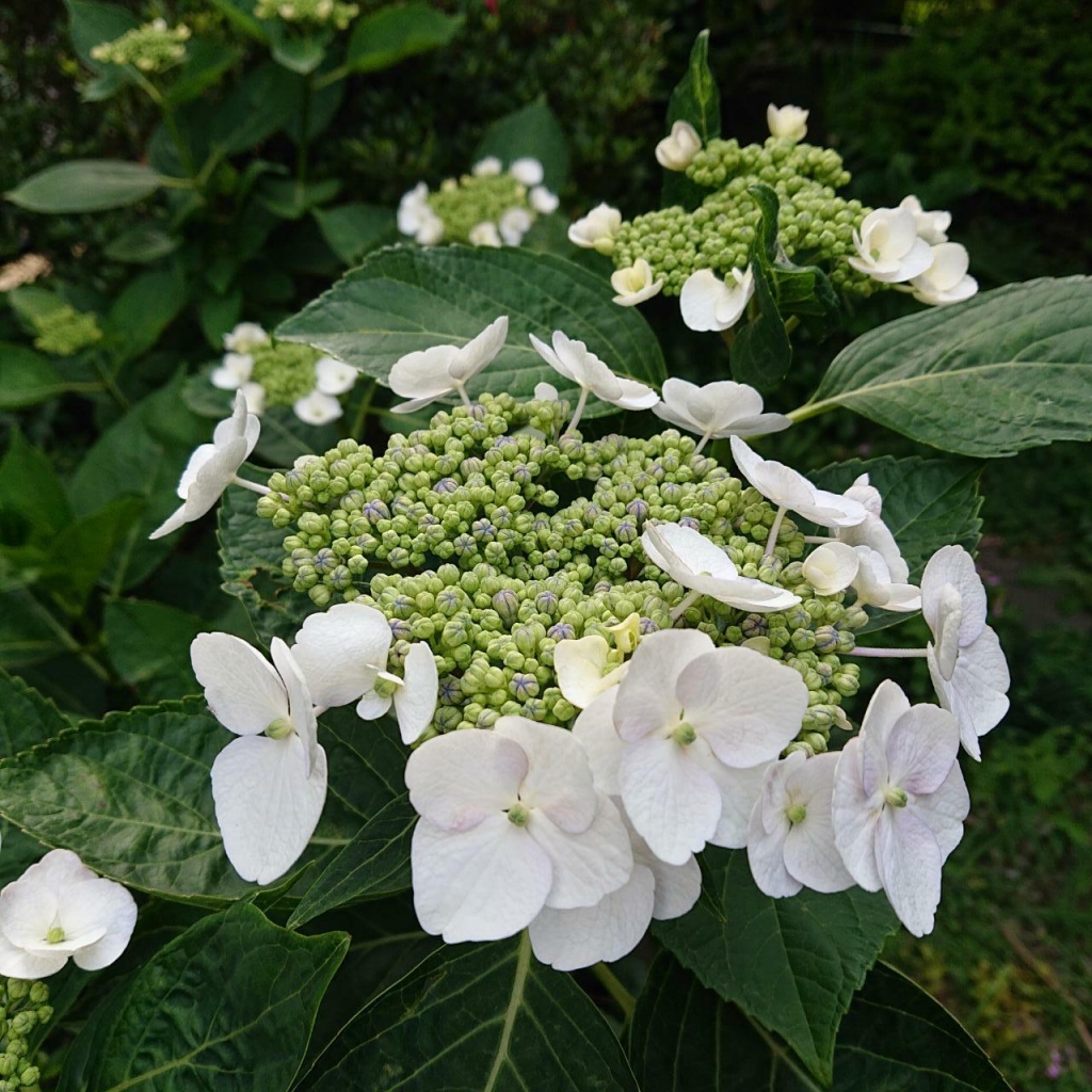 saved_file1591503318121.JPG