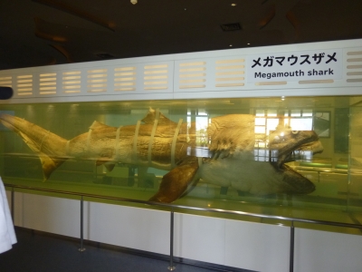 P1080419.JPG
