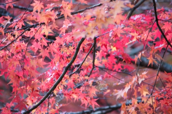 紅葉