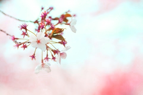 桜