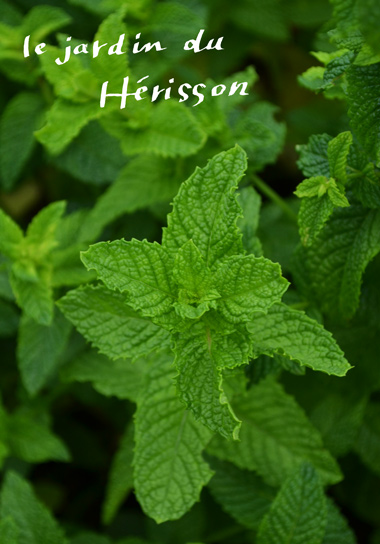 0617mint.jpg
