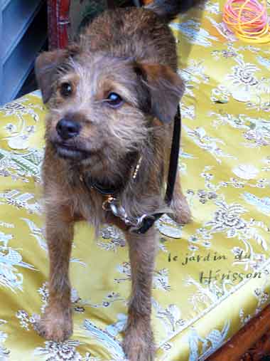 paris-dog-1.jpg