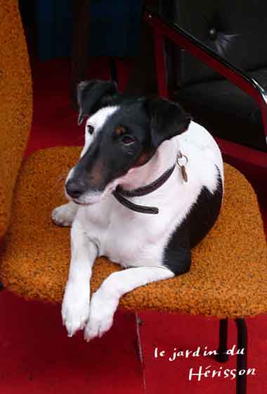 paris-dog-2.jpg