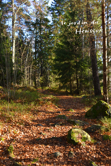blog20141024スウェーデンの森.jpg
