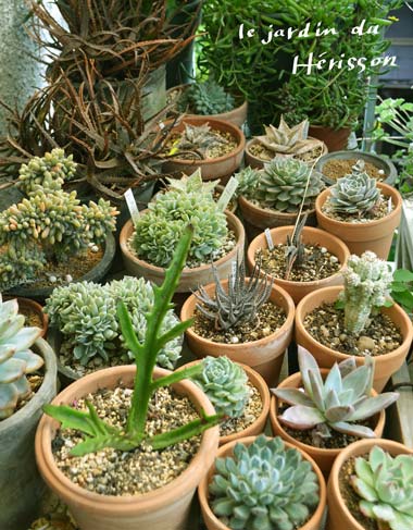 herissonの多肉植物.jpg