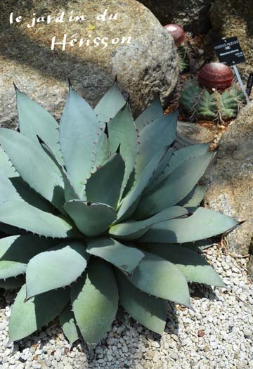 つくば植物園アガベ.jpg