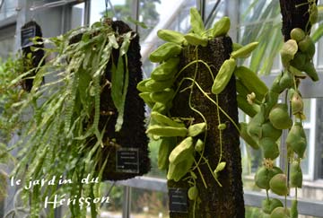 おもしろい植物1.jpg