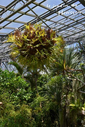 つくば植物園ハウス1.jpg