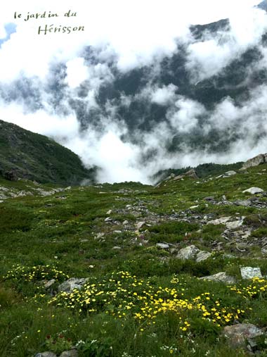 北岳 お花畑3.jpg