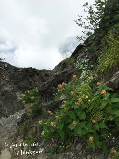 北岳お花1.jpg