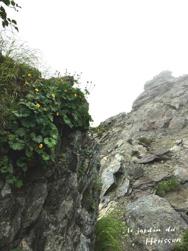 北岳 岩場の花.jpg