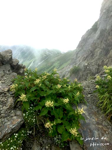 北岳お花2.jpg