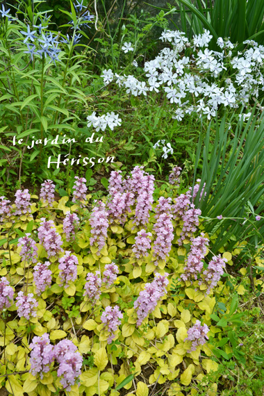 アジュガ ピンクエルフとゲウムが美しい Le Jardin Du Herisson Blog