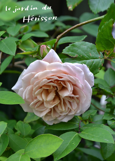 いおり380.jpg