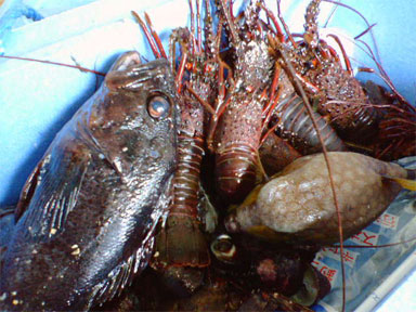 魚01