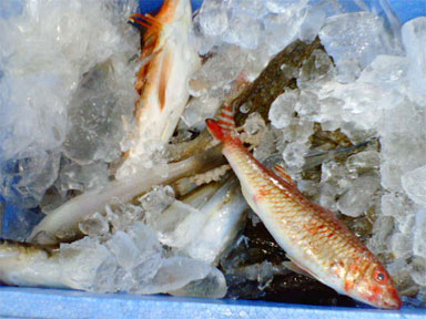 魚03