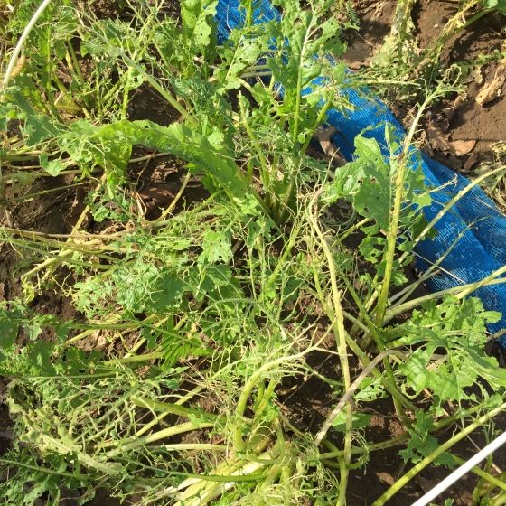 野沢菜の生育 ビッテの野菜栽培