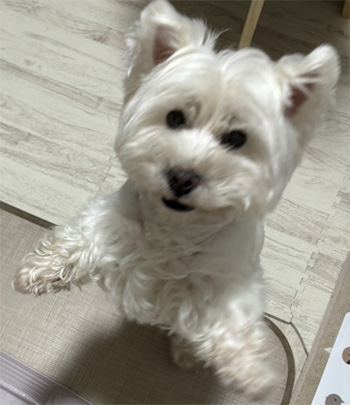 存在感たっぷりのとっても大きいぬぼっとまったりお顔のとても大きいシュナウザー 存在感たっぷりのとっても大きいぬぼっとまったりお顔のとても