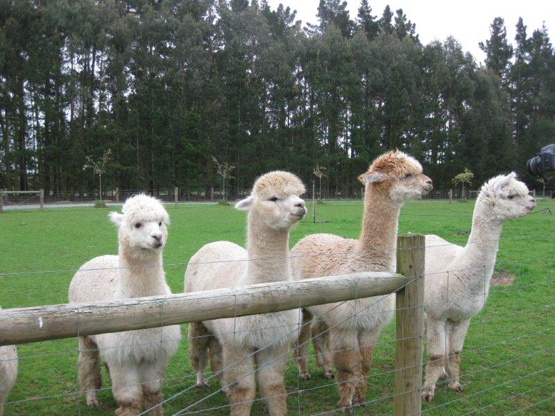 14Oct11 Alpaka Farm ¥¢¥ë¥Ñ¥«56.jpg