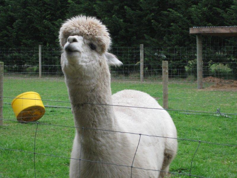 14Oct11 Alpaka Farm ¥¢¥ë¥Ñ¥«73.jpg
