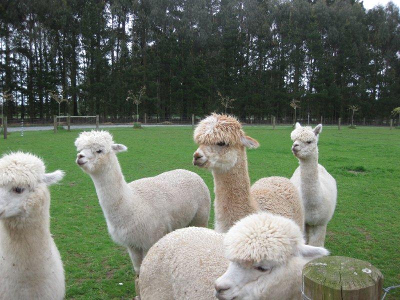 14Oct11 Alpaka Farm ¥¢¥ë¥Ñ¥«52.jpg