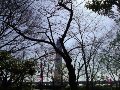 花見とスカイツリー