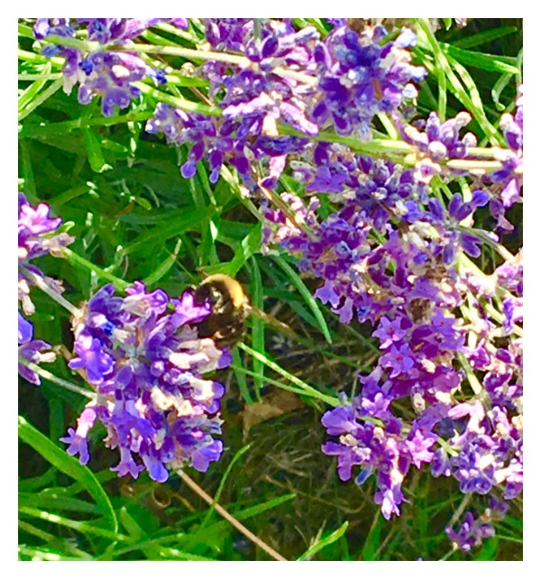 PicMonkey Collage.jpg