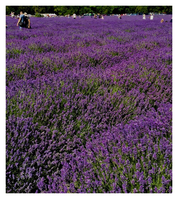PicMonkey Collage.jpg